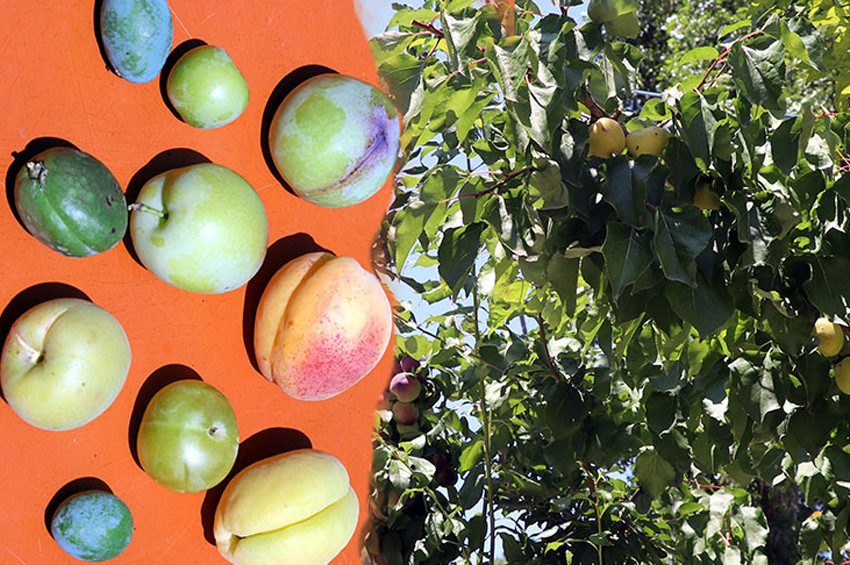 Aynı ağaçta 10 çeşit meyve yetiştirdi