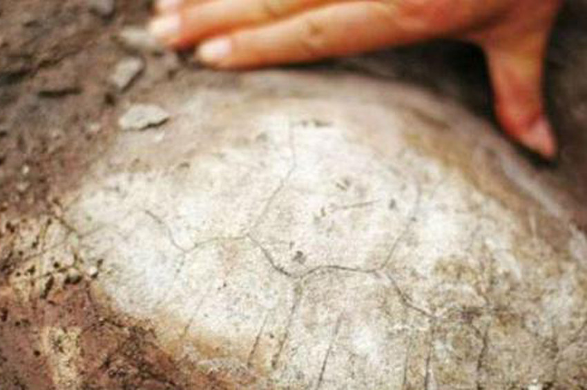 150 milyon yıllık kaplumbağa fosili bulundu