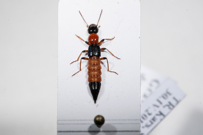 Paederus böceğinin zehri kansere şifa olabilir