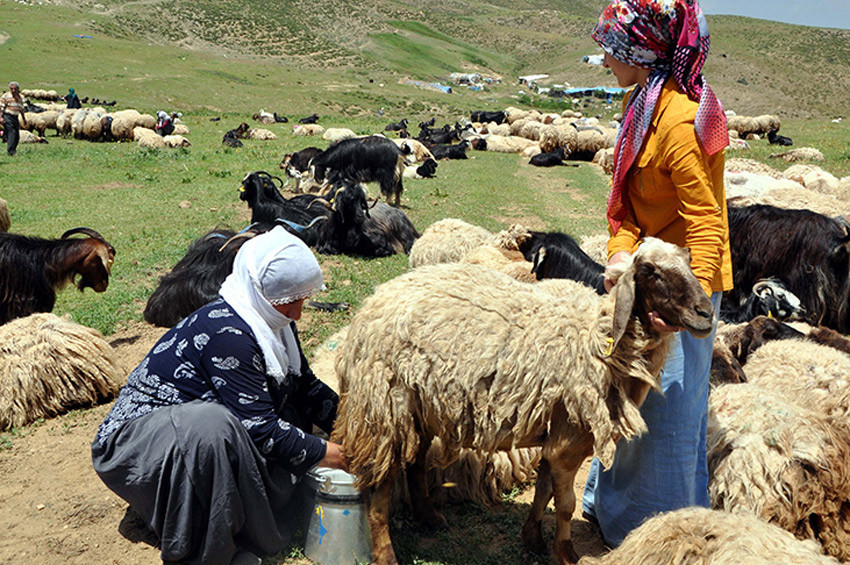 Berivanlar, koyun sağmak için her gün 4 kilometre yürüyor