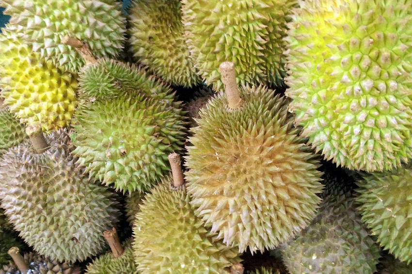 En çok kokan meyve Durian uzaya gönderilecek