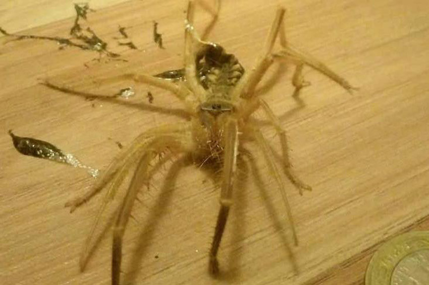 Et yiyen örümcekler tehlikeli mi?