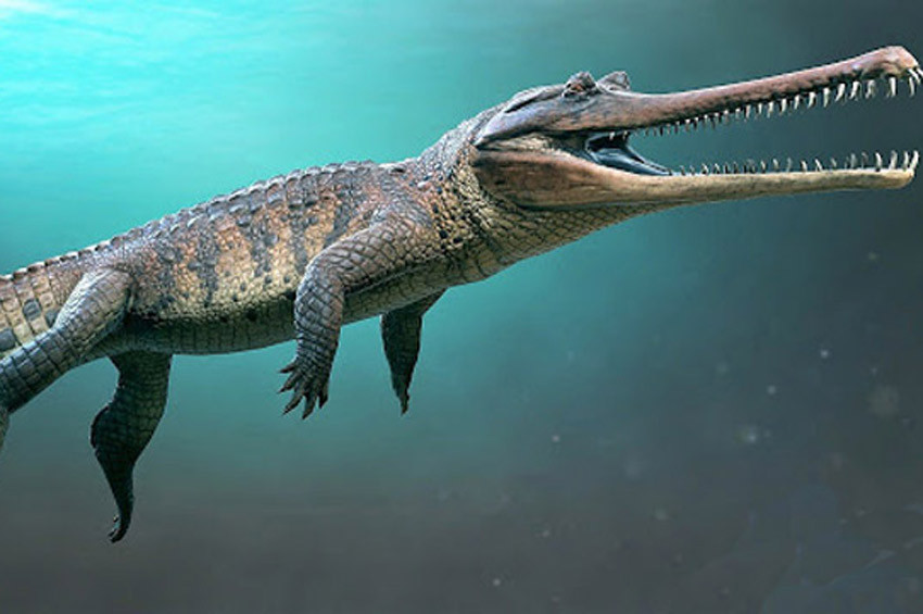 Timsah olduğu sanılan dinozor