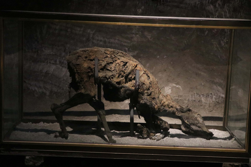 Çankırı tuz mğarasında 200 yıldır çürümeyen eşek