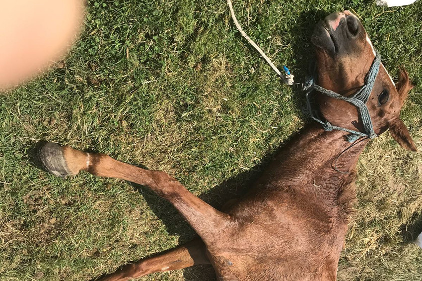 Göktürkte ölüme terk edilen at kurtarıldı