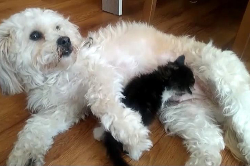 Köpek Mişa, yavru kediye annelik yapıyor