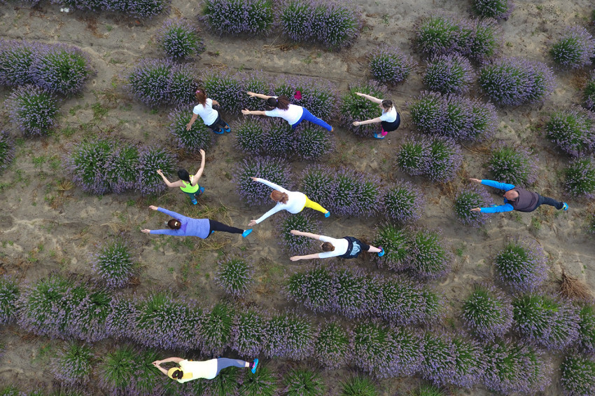 Edirne Lavanta Tarla Günlerinin 2. günü yoga ile başladı
