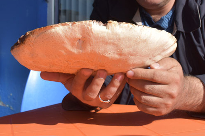 2 kiloluk dev çayır mantarı göreni şaşırtıyor