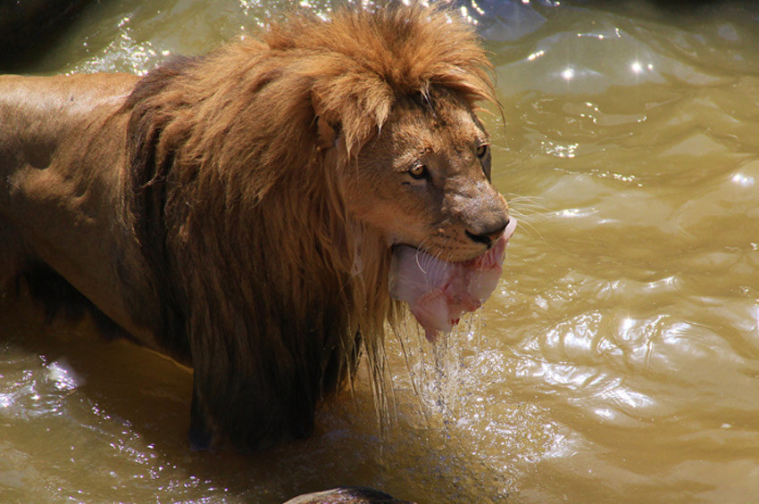 Sıcaktan bunalan Hayvanlar buzlu kokteyl ile serinliyor