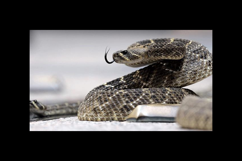 Avustralyada yeni yılan türü bulundu