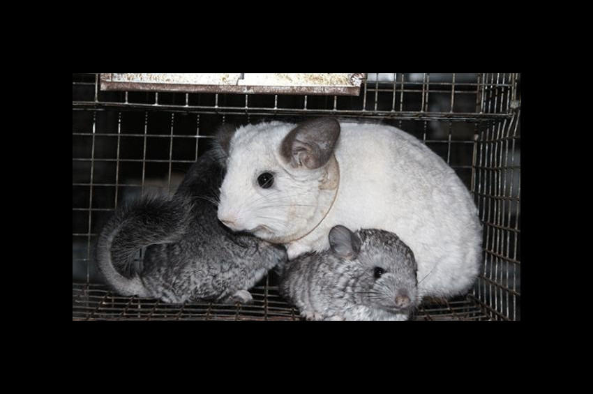 Nesli tükenme tehlikesi altındaki Çinçillalar satılıyor