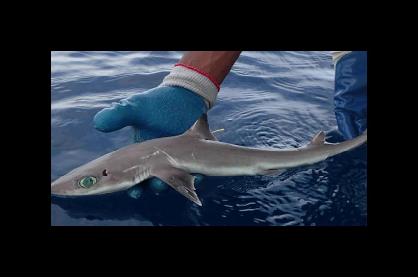 Yeni bir köpek balığı türü keşfedildi