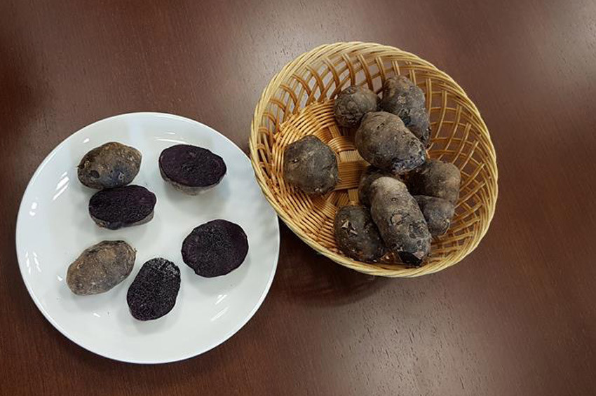 Niğdede mor patates yetiştirildi