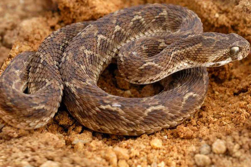 Prof. Dr. Yıldıray Çete: Yılanın ısırdığı yeri kesmeyin, emmeyin