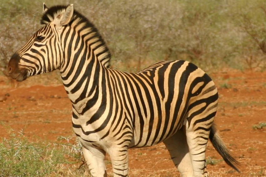 İzmir Doğal Yaşam Parkında yavru zebra sevinci
