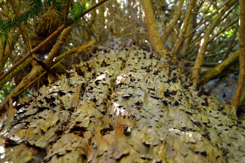 Türkiyenin en yaşlı ağacına doğum günü pastası