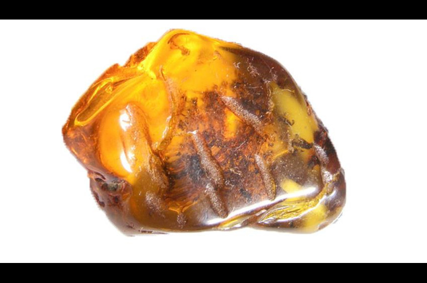 99 milyon yıllık yılan yavrusu fosili bulundu