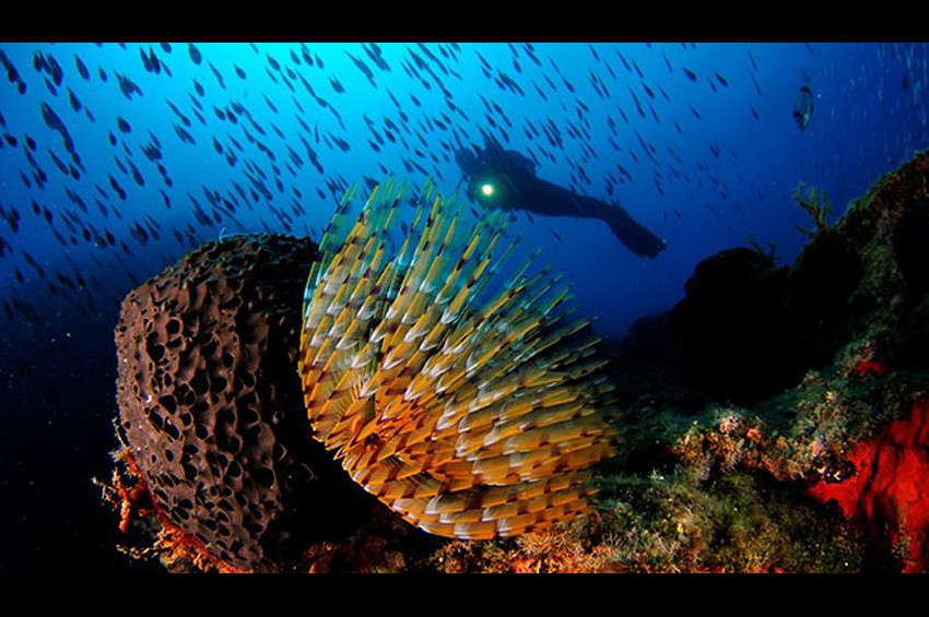 Türkiyenin sualtı güzelliklerine derin dalış