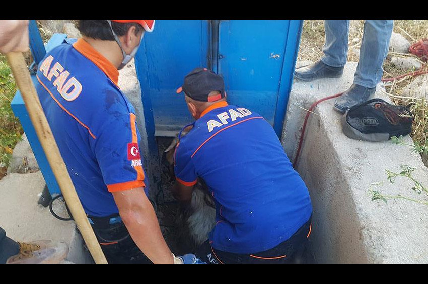 Sulama borusuna sıkışan keçi AFAD tarafından kurtarıldı