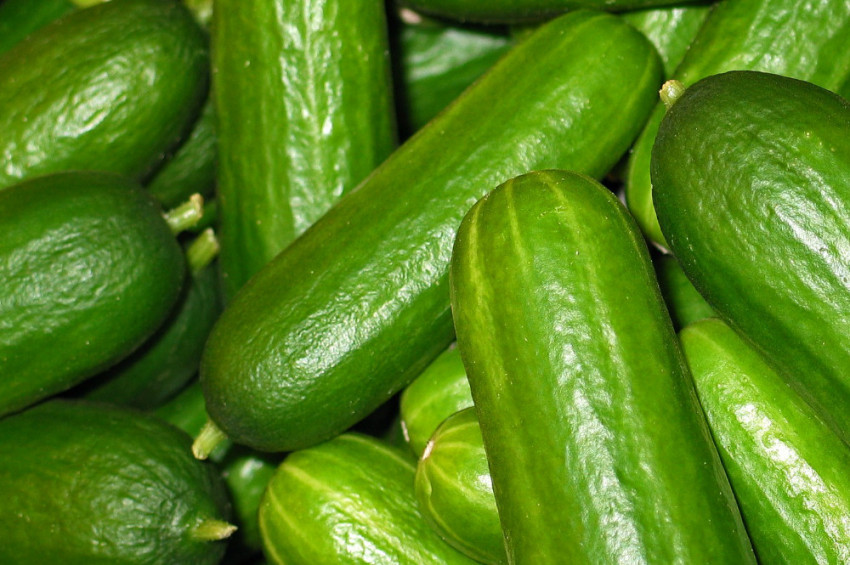 Evde domates, biber, salatalık nasıl yetiştirilir?