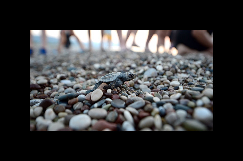 Caretta caretta yavrularının denize ulaşmalarına yardım ettiler