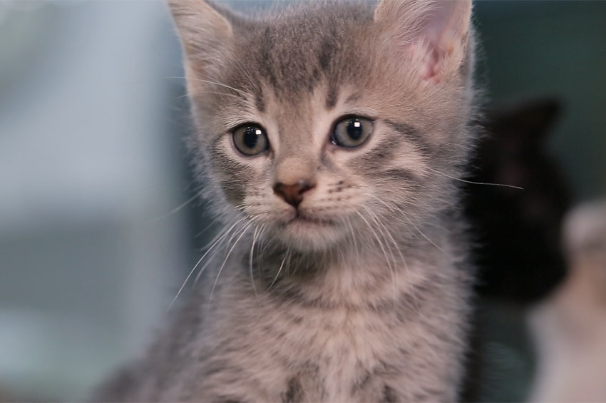 NTVden hayvan severlere özel program