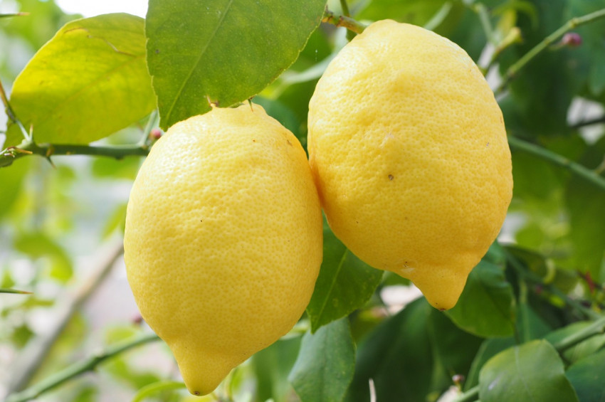 TİGEM limon satacak