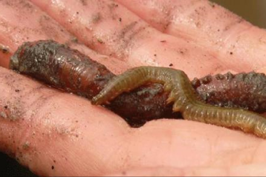 On binlerce yıllık toprak çözülünce solucanlar hayata döndü