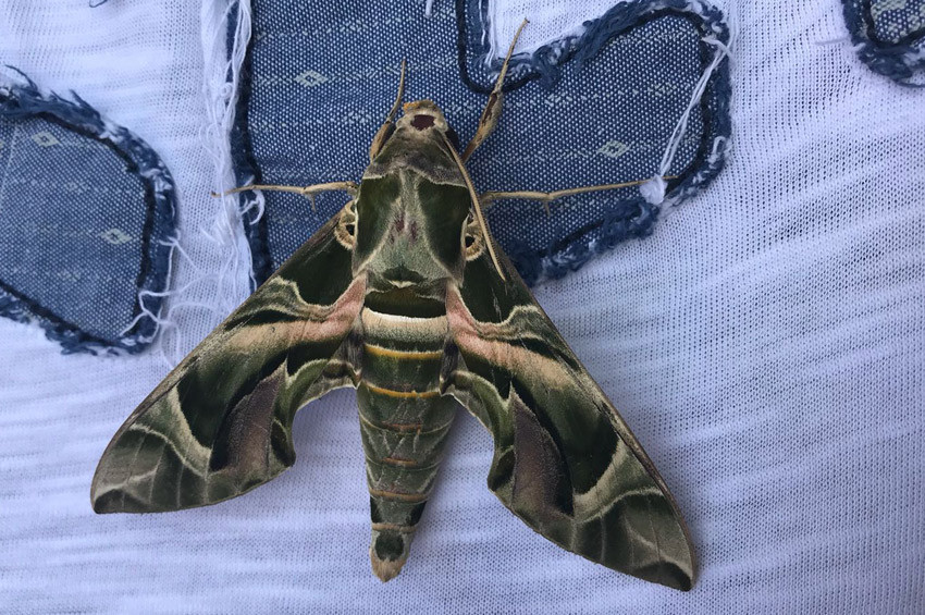 Emret Komutanım kelebeği