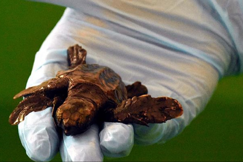 Üç yüzgeçli caretta yavrusu korumaya alındı