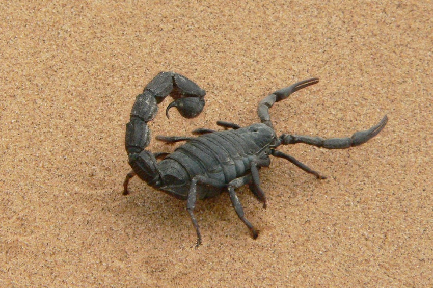 İrandan akrep kaçırmak isteyen kadın yakalandı