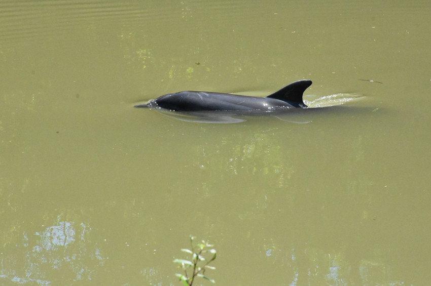 Bartında ırmağa giren yunusu işçiler kurtardı
