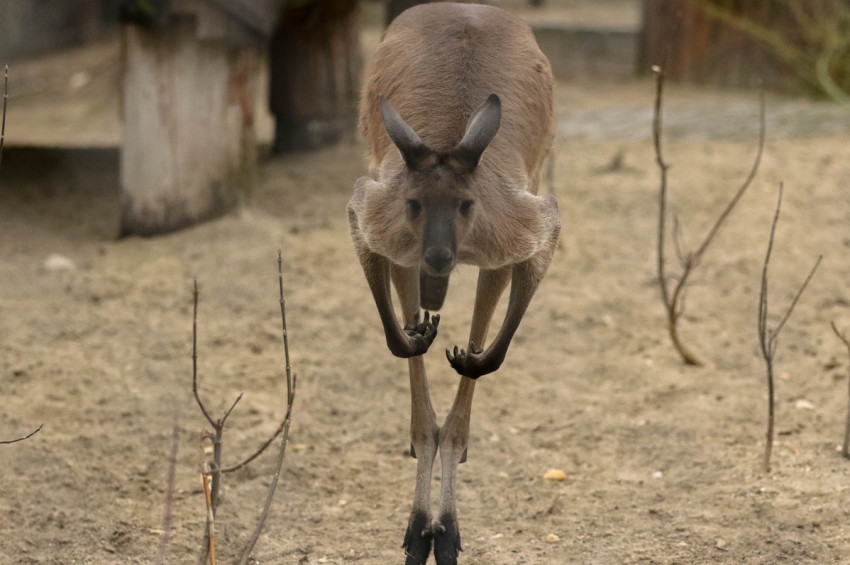 Avustralyada kanguru camı kırarak eve daldı!