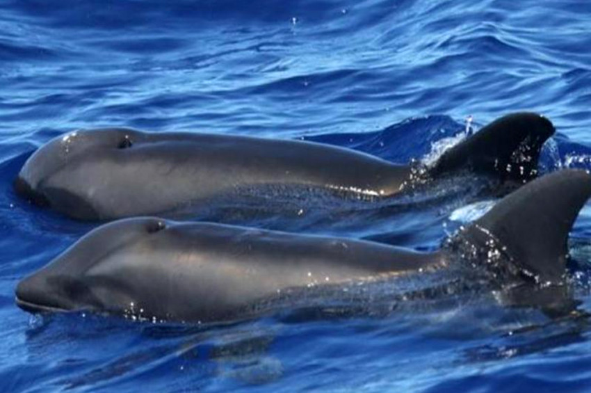 Balina ve Yunus karışımı balık türü şaşırttı