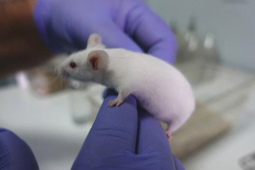 Farelerin kelliğine çare bulundu