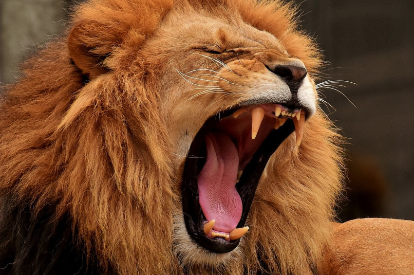 Afrikada 2 avcı aslanlara yem oldu