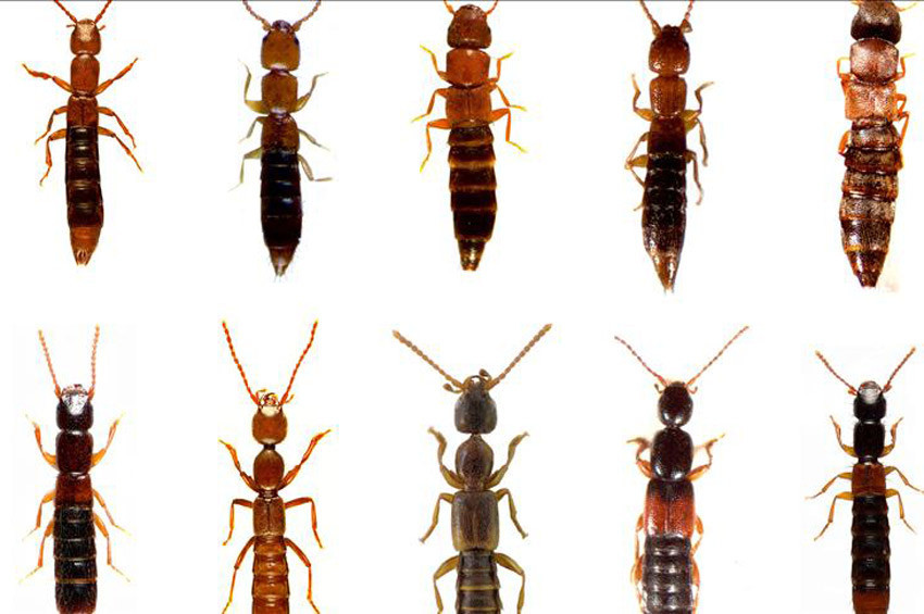 Anadoluda 20 yeni böcek türü keşfedildi