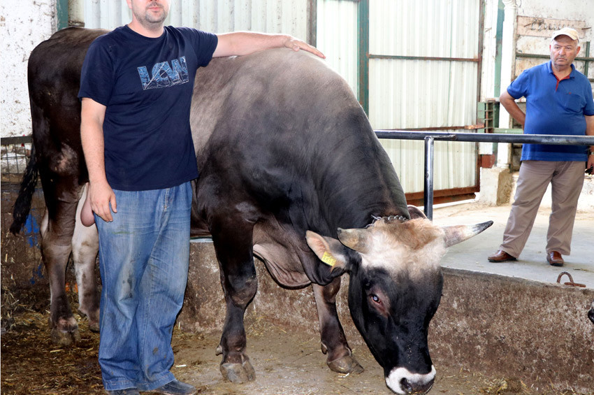 1 tonluk Efe 21 bin liraya satıldı