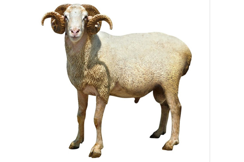 Türk Hava Kurumundan kurban derisi uyarısı