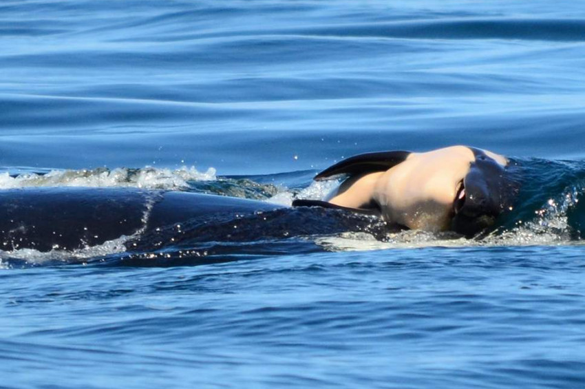 Katil balina ölü yavrusunu 17 gün sırtında taşıdı