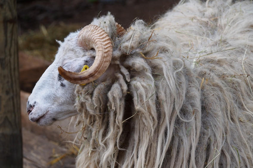 Kurbanlık koç, sahibi öldürdü