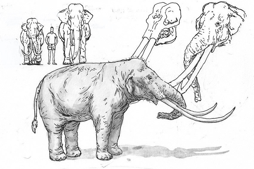 Cezayirde 3 milyon yıllık fil kemiği bulundu