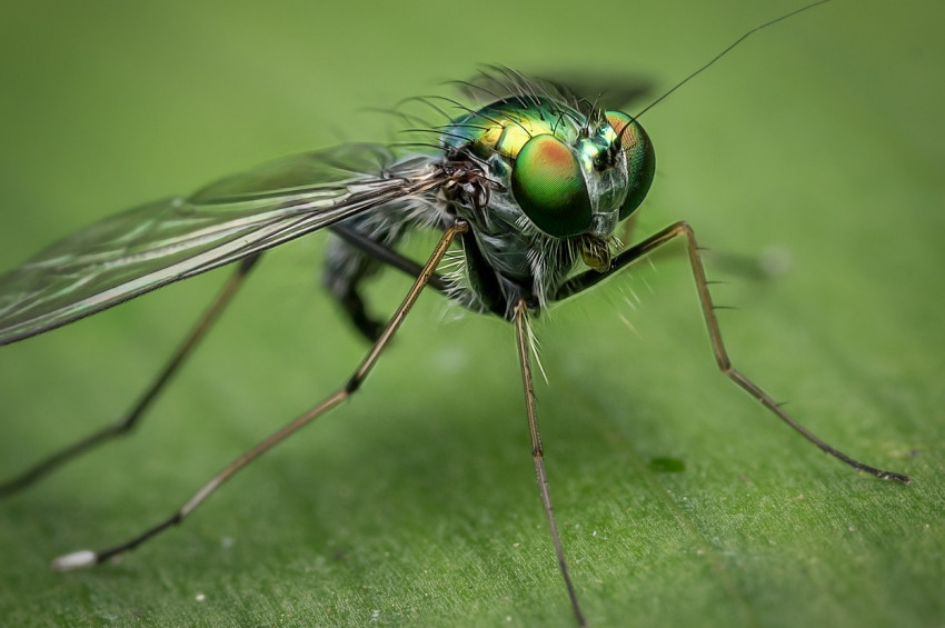 Sinek larvaları yara tedavisinde kullanılıyor
