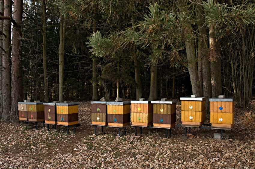 Bal ormanlarının sayısı artıyor