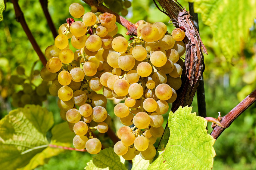 Türkiyenin yaş üzüm ihracatı arttı