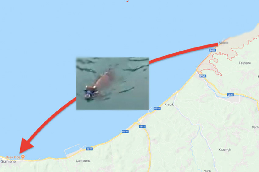 Rizede denize atlayan kurbanlık dana Trabzondan çıktı