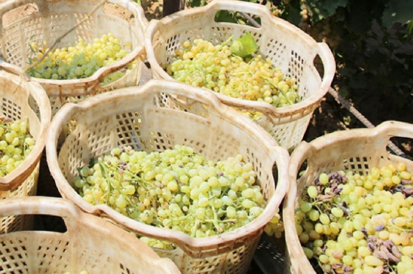 Türkiyenin yaş üzüm ihracatı yüzde 43 artış gösterdi