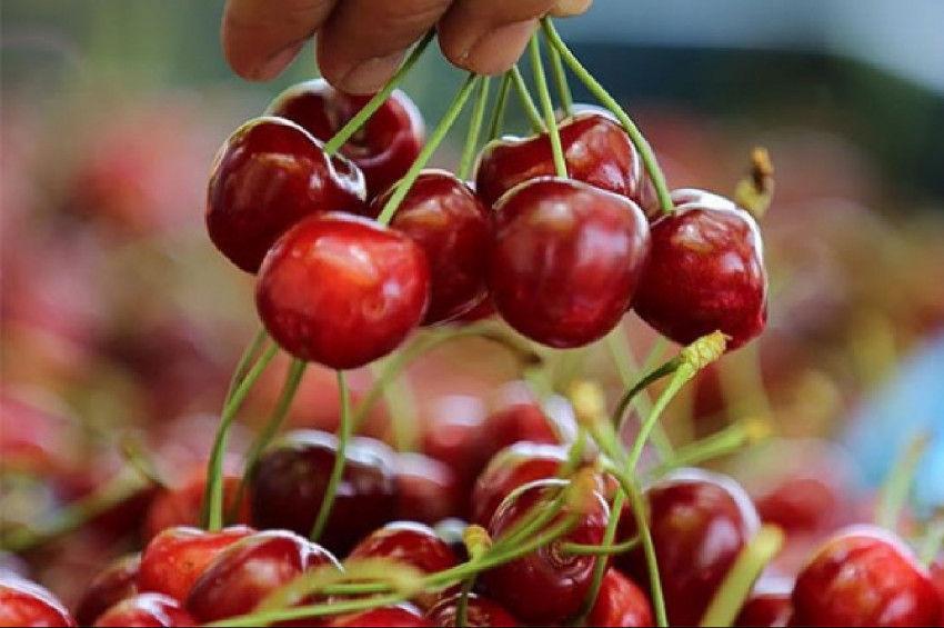 Kiraz ihracatında büyük artış