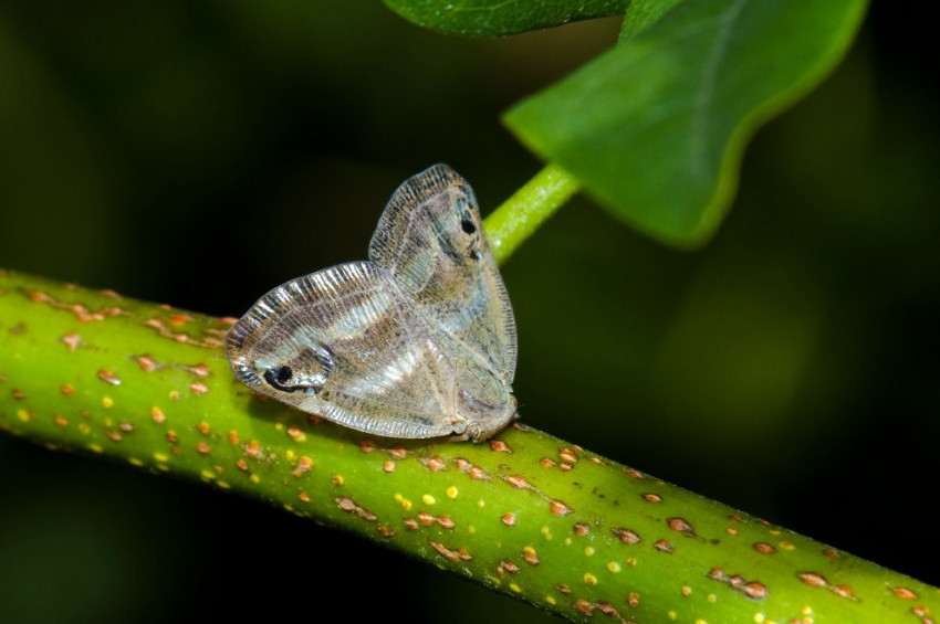 Vampir kelebekler İstanbulda