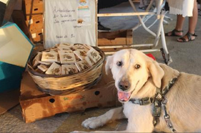 Sokak hayvanları yararına festival düzenlendi